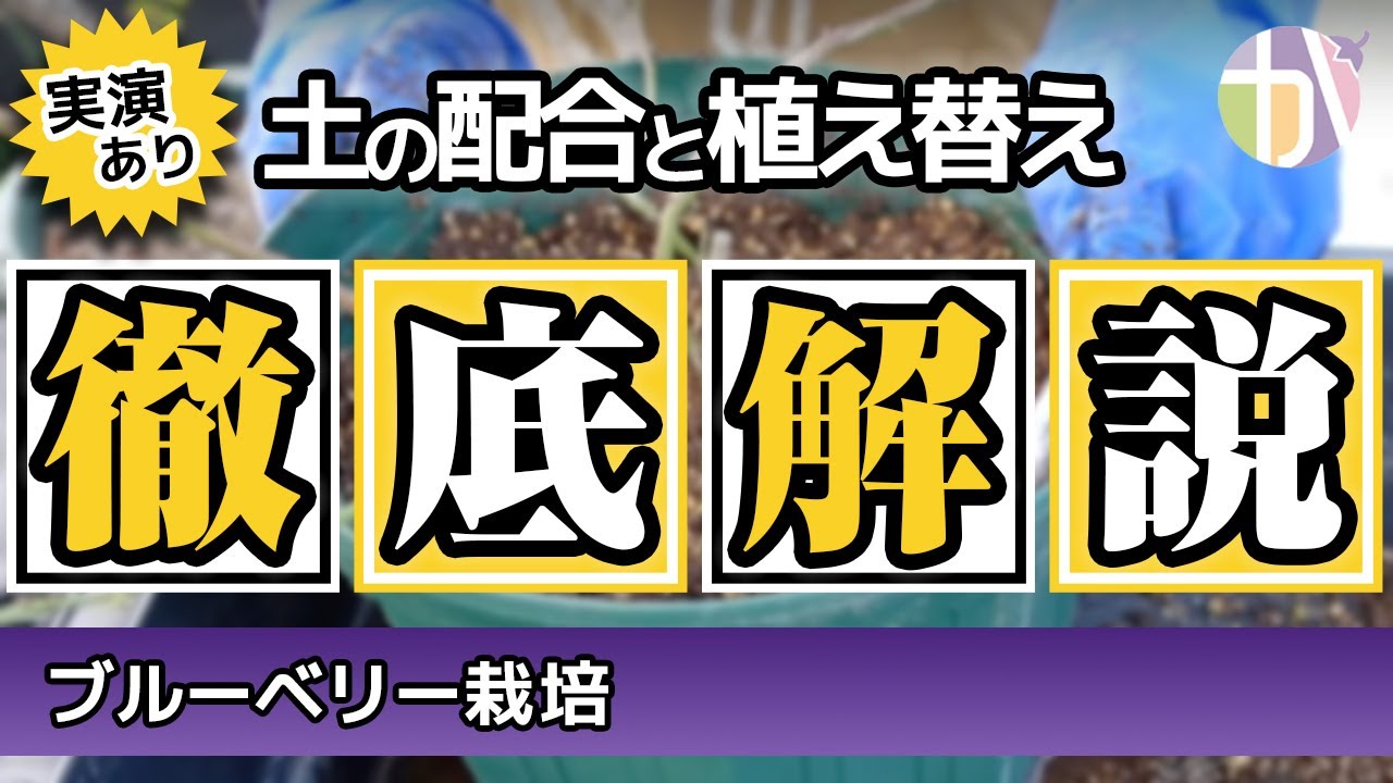 【衝撃的＆実演あり】ブルーベリー栽培初心者のための土の配合と植え替えを徹底解説