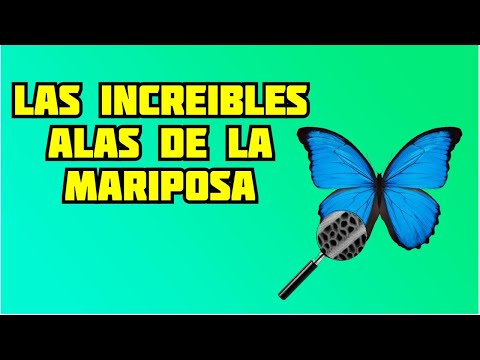 Video: Alas De Mariposa Y Mdash; Hermoso Misterio De La Naturaleza