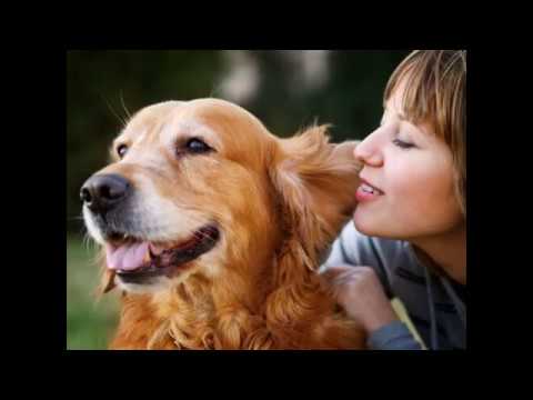 Francesco De Gregori – Quattro cani