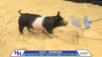 EN 232-2 - Heimer Hampshires