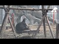 Naughty Bear Tries To Destroy Swing! 😂 | Animals Asia