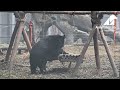 Naughty Bear Tries To Destroy Swing! 😂 | Animals Asia