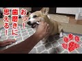 犬って食べる時に前歯使うの？【コーギーチロ】歯磨きガムって効果あるの奥歯だけだよね？