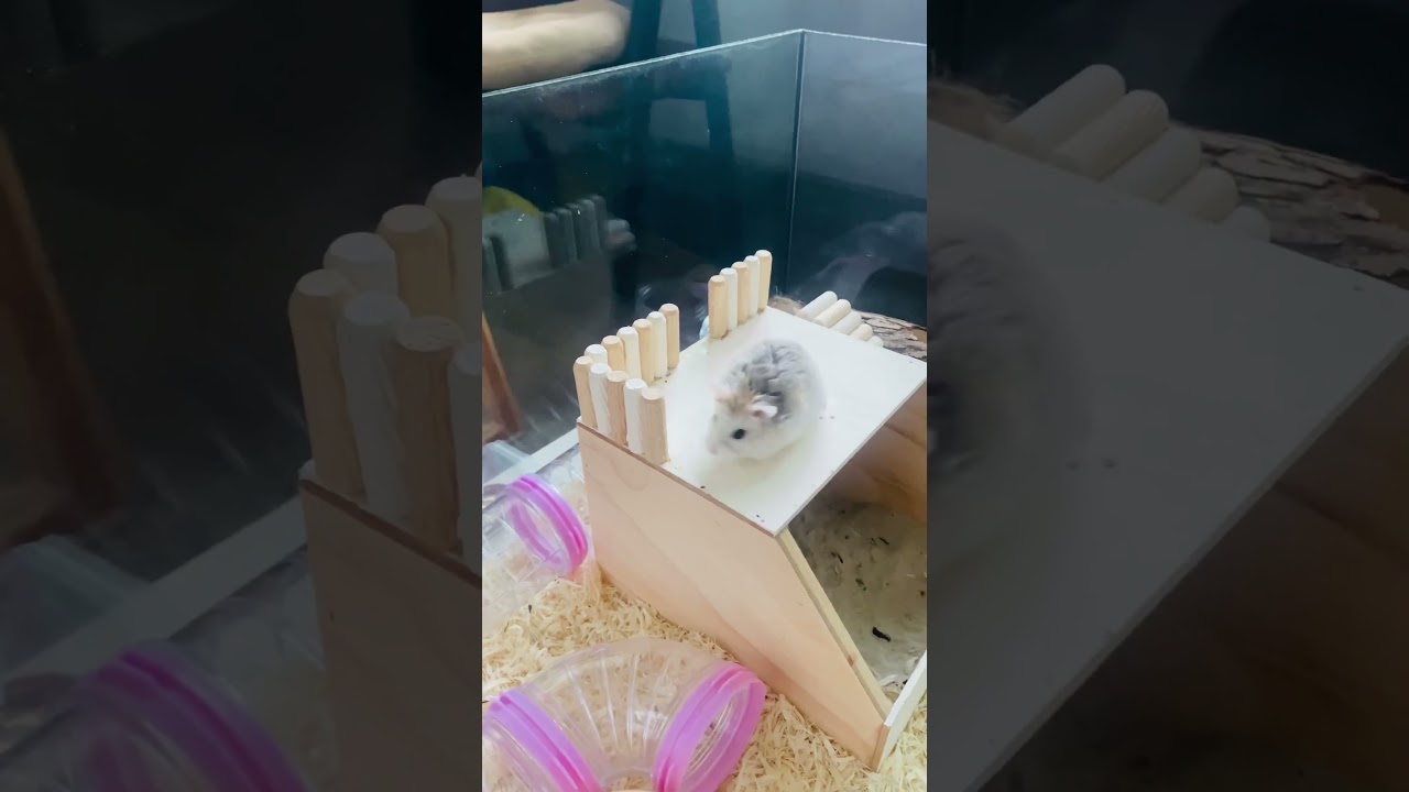 Fat Roborovski hamster 🐹 ハムスター 