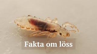 Visste Du Att? Löss Suger Blod I Hårbotten...