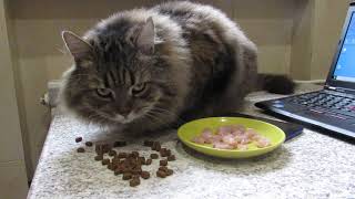 Какую еду выберет кот: свежее мясо или сухой корм?  What food will the cat choose: meat or dry food?