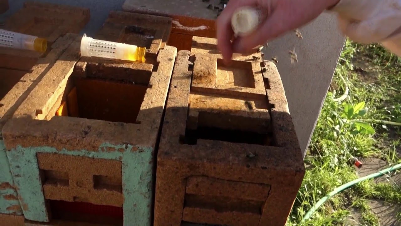 Apidea Kästchen befüllen