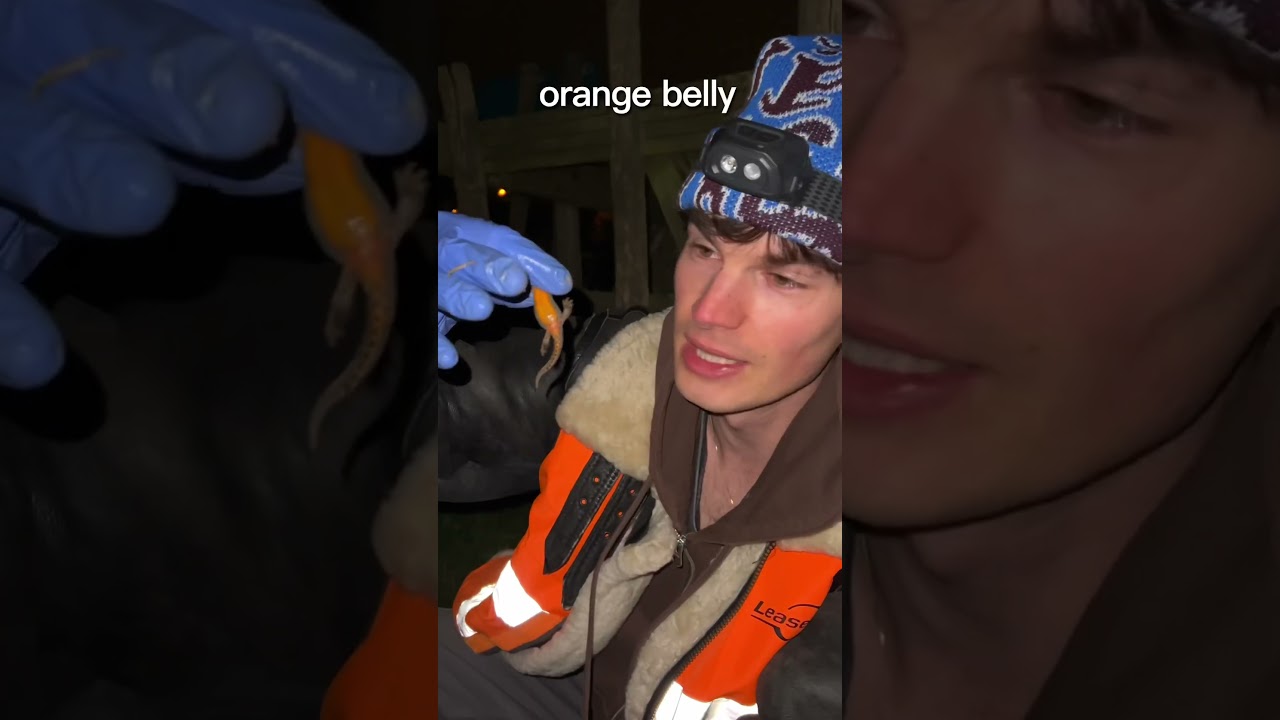 The Central European Alpine Newt 🦎 