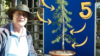 Can I turn this Garden Centre Cedar into an Upright Bonsai?