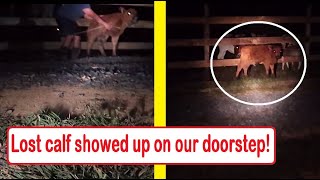 [Farm Problems]Random animal shows up on our porch! What would you have done? Sorry...