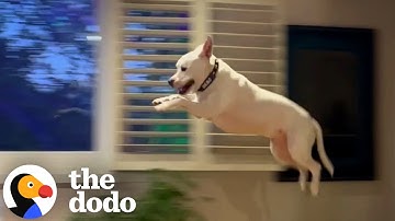 Deaf Pittie Couldn’t Stop ‘Flying’ After Getting Adopted Just In Time | The Dodo