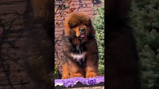 Cute Tibetan Mastiff Compilation 🐶