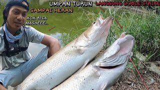 Rekor..! Pertama Mancing Kakap Putih Sampai Doble Strike Bikin Heran Orang Lain