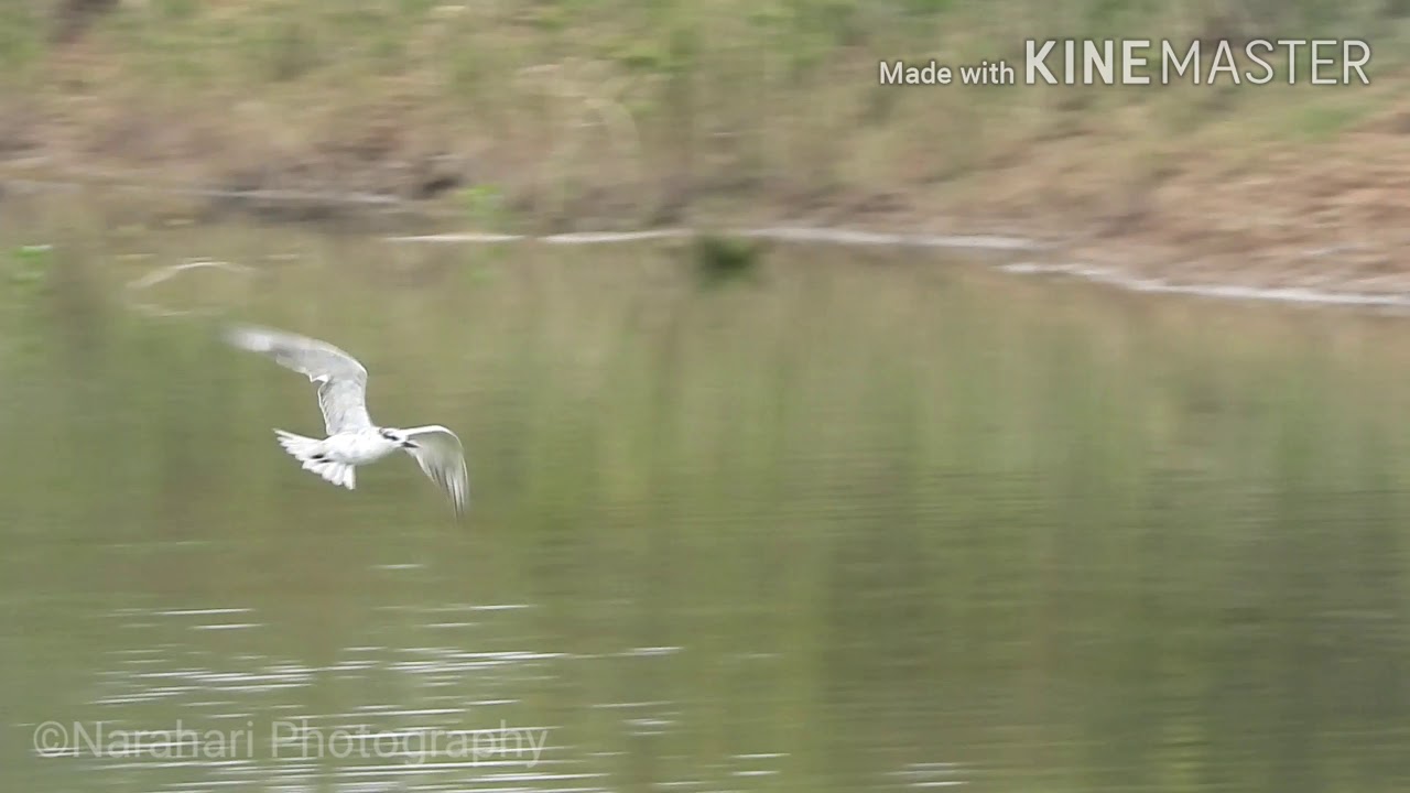 Whiskered Tern Diving and Fishing