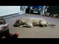 Labrador fighting with a fizzy sweet