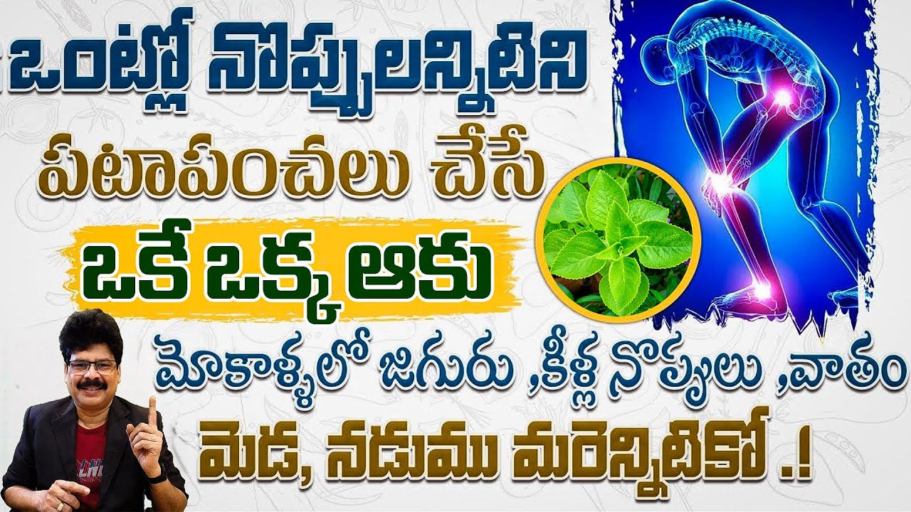 ఒంట్లో నొప్పులన్నిటిని పటాపంచలు చేసే కర్పూరవల్లి | Natural Remedy for Joint Pain, Muscle Cramps