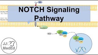 Notch Signaling Pathway | Purpose and Mechanism