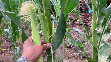 KỸ THUẬT TỈA TRÁI HIỆU QUẢ CHO BẮP NGÔ