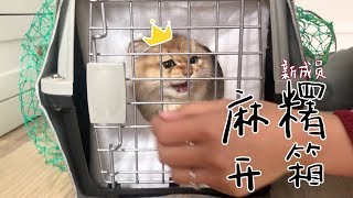 金渐层奶猫麻糬开箱刚到家就上厕所见了萨摩耶软糖一点都不怂