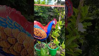 ময়ূর কোথা থেকে এসে গাছ খাচ্ছে #shorts #trending #youtube #funny #comedy #viral #abir #youtuber #yt
