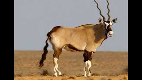 Animated Heat Distortion Effects with WebGL: Distortion sine animation