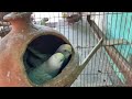 Baby with cute budgies  parakeets with cute baby  kichirmichir