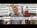 Апрель 2. Готовим картофель к посадке. Посев кольраби, алиссума, петрушки. Отвечаю на вопросы.