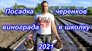 Посадка черенков винограда в школку 2021