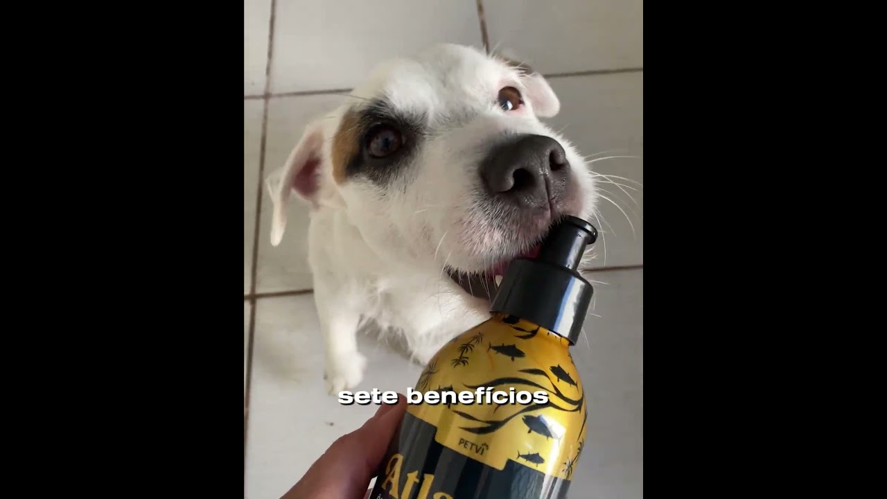 Social Media Advertising - Petvi