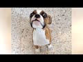 The CUTEST PUPPIES and other ANIMALS - SO CUTE &amp; FUNNY!