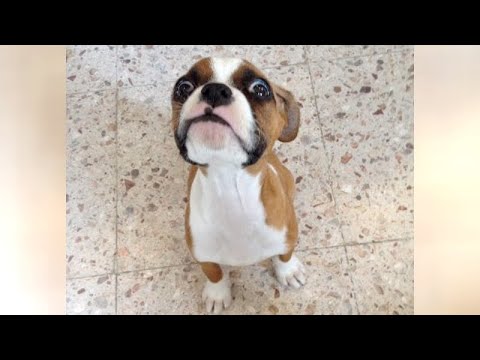 The CUTEST PUPPIES and other ANIMALS - SO CUTE & FUNNY!