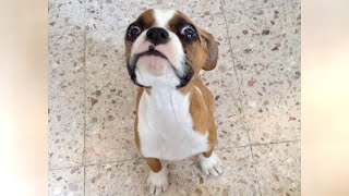 The Cutest Puppies And Other Animals - So Cute & Funny!