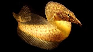 Fish Tank Feeding Time With Tire Track Eel, Clown Knife, Silver Arowana Must See !!