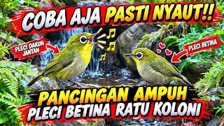 PANCINGAN AMPUH PLECI BETINA RATU KOLONI!  SUARA PLECI BETINA RIBUT MEMANGGIL PLECI JANTAN