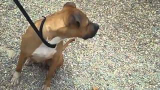 Meet Rocki A Terrier, Pit Bull Currently Available For Adoption At Petango 522011 104447 Am