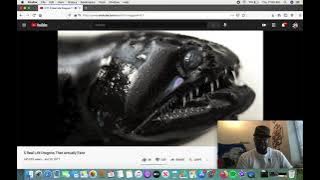 DJ Jsal Reacts to 5 Real Life Dragons That Actually Exist