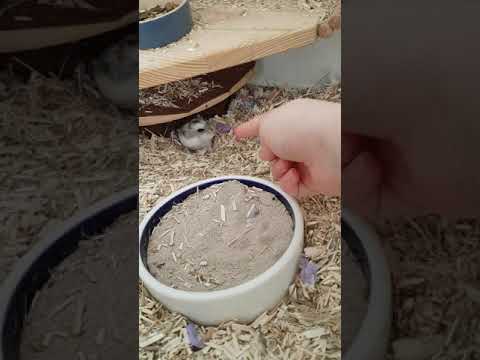 Video: So Bringen Sie Ihrem Hamster Das Laufrad Bei