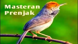30 Menit Masteran Burung Prenjak Kepala Merah