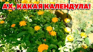 Самый Лечебный Цветок Вашего Огорода @Naturemarusya