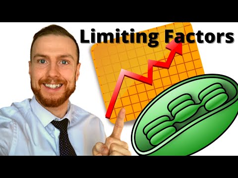 PHOTOSYNTHESIS Limiting Factors