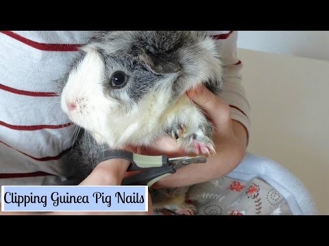 Video: How To Cut Guinea Pig Nails