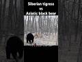 Black Bear Vs Siberian Tigress Wildlife Endangeredspecies Siberiantiger Nature Blackbear Black Bear Vs Siberian Tigress Wildlife Endangeredspecies Siberiantiger Nature Blackbear