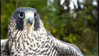 Falconry: Are Peregrine Falcons a beginners bird? #falconry