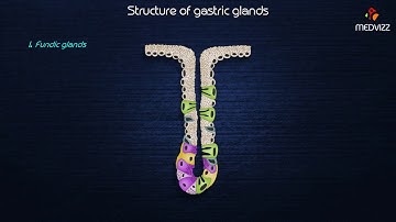 Structure  of gastric glands medical animation