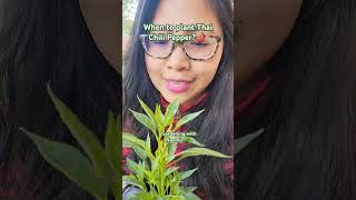 When To Plant Thai Chili Pepper?