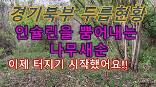 경기북부 두릅 현황, 두릅대신 당뇨병과 고혈압 등 심혈관계에 좋은 보약을 챙겨왔어요