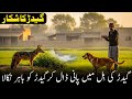 کتوں کے ساتھ گیدڑ کا زبردست شکار Wild Jackal Hunting With Dogs In Pakistan Amazing Hunt 2025