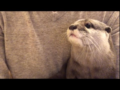 ??????? ??????????????? cat playing with an otter's tail