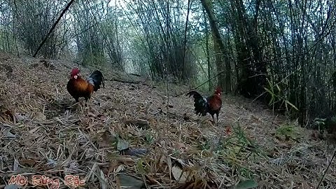 Mồi Rừng Rặc | Tiếp tục Lão tướng F1 lên bổi.Bẫy gà rừng hấp dẫn.