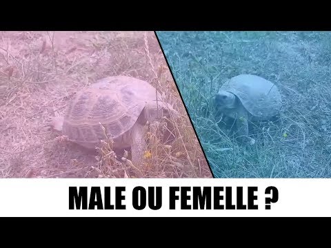 Vidéo: Différence Entre Les Tortues Mâles Et Femelles